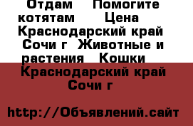 Отдам!!! Помогите котятам!!! › Цена ­ 0 - Краснодарский край, Сочи г. Животные и растения » Кошки   . Краснодарский край,Сочи г.